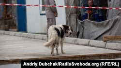 Один з псів, які живуть на КПП біля конфайнменту ЧАЕС