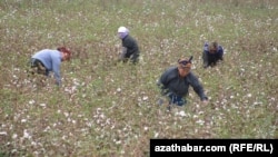 Türkmenistanyň Lebap welaýatyndaky gowaça meýdanlarynda pagta ýygýan raýatlar. Arhiw suraty