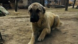 Maryda öýsüz-öwzarsyz we hojalyklardaky itler hem-de pişikler köpçülikleýin öldürilýär