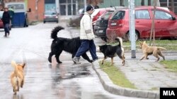 Улични кучиња во Скопје 