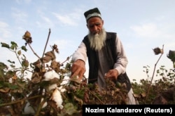 Мужчина собирает хлопок в Таджикистане, иллюстративное фото