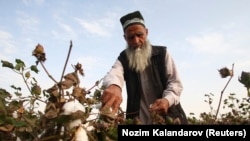 Майдони пахта дар деҳаи Яхак, 120-километрии шаҳри Душанбе. Акс аз соли 2013