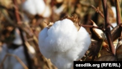 Illýustrasiýa suraty.