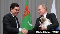 Türkmen prezidenti rus kärdeşine 'wepaly' alabaý güjügini sowgat berýär. Soçi, 11-nji oktýabr, 2017.