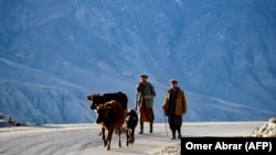 افغانستان- مالداری