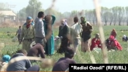 شماری از دهقانان در تاجکستان