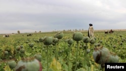 کشت کوکنار در ولایت هلمند - عکس از آرشیف