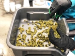 Штати США пропонують обмежену кількість ліцензій на вирощування, виробництво і продаж продуктів із марихуани, що створює гостру конкуренцію за кожну з них