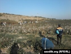 Андижон вилояти сув хўжалиги ташкилотлари теримчилари Улуғнор туманида