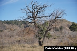 ამ ტერიტორიაზე ძირითადად ბუჩქნარი და ბალახია. ალაგ-ალაგ ხეებიც.