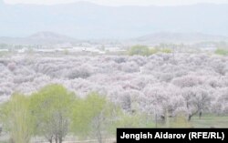 Өрүк гүлдөгөн маал. Баткен. Март, 2016-ж.