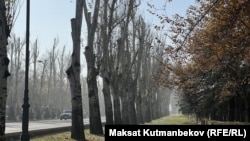 Бишкек шаары, Чыңгыз Айтматов проспектиси. 15-ноябрь, 2024-жыл. (Азыр бул дарактар жок)