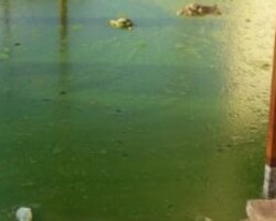 Türkmenabatda harasatdan we ýagyndan soň, jaýlarda hem-de howlularda ýygnanan, ýaşyl reňkdäki heň bilen örtülen suw.