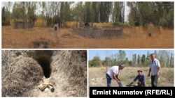 Чөөлөр күн сайын адам сөөктөрүн казып салууда