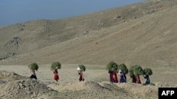 افغان کوچیان