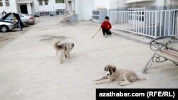 Illýustrasiýa suraty. Türkmenistan.