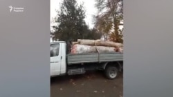 В Андижане жители предотвратили массовую вырубку чинар