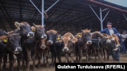 Кыргызстандагы мал базар.