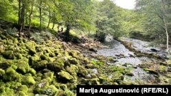 Jedna od izvora rijeke Plive u blizini Šipova, august 2024