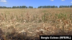 Seceta a atins peste 1,2 milioane de hectare de culturi agricole / imagine generică 