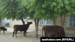 Illýustrasiýa suraty.