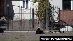 Пес чекає на господарів