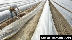 Fermierii germani atrăgeau atenția că, fără forța de muncă venită în special din Europa de Est, ar putea fi mai puține fructe și legume pe piața germană, iar prețurile lor ar fi mai mari.