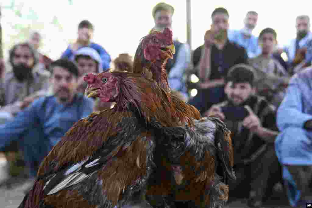چرګان له ډېرې ستړیا غاړه غړۍ کېږي - خو خلک د یوه د بري او د بل د ماتې په تمه دي 