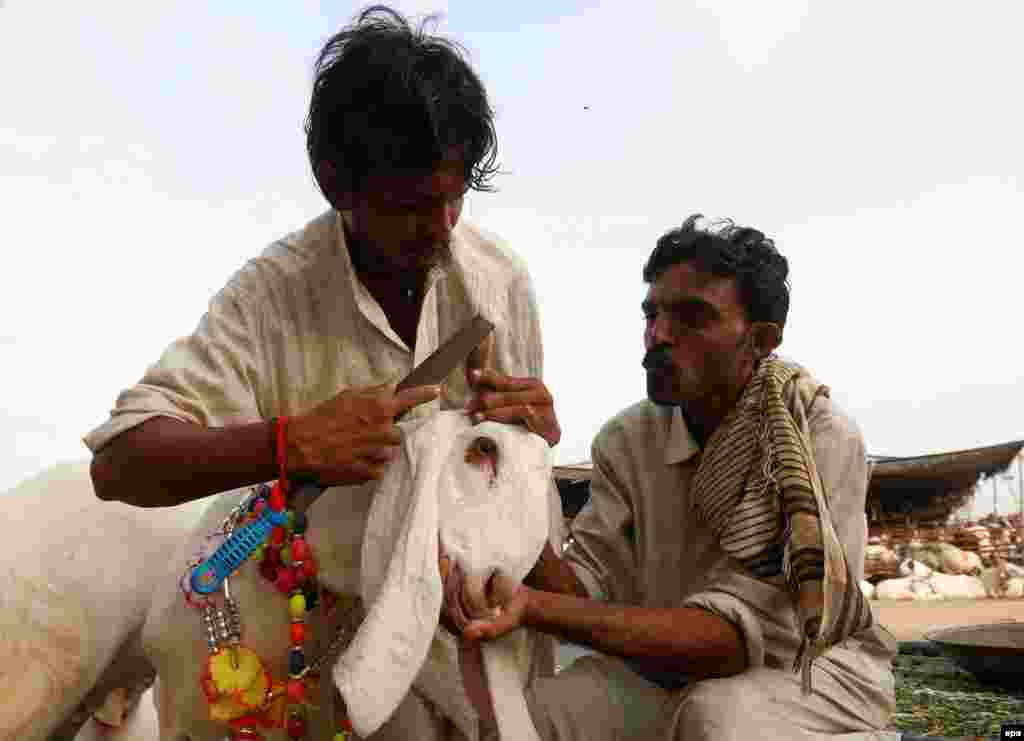 Пакистанський торговець шліфує роги козла, перш ніж виставити його на продаж на ринку в Карачі
