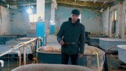 Ысык-Көлдө форель кантип көбөйөт? 