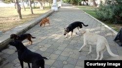 Psi lutalice, fotoarhiv