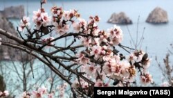 Квітучий мигдаль у Гурзуфі, архівне фото