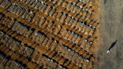 گورستان افرادی که در اثر ابتلا به ویروس کرونا در برازیل فوت کرده اند.