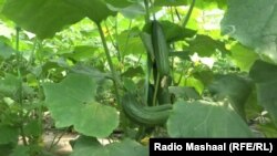 سره له دې چې سږکال په ننګرهار کې د سبزيجاتو کښتونه له ډول ډول امراضو او موسمي افتونو سره مخ وول، خو دا چې په اکثرو ولسواليو کې سبزیجات کرل شوي