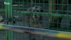 Украина: Согуштун чордонунда калган зоопарк