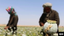 Afghan farmers extracts raw opium to be processed into heroine at a poppy field in Helmand, April 2016.