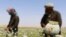 Afghan farmers extracts raw opium to be processed into heroine at a poppy field in Helmand, April 2016.