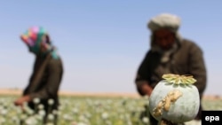 آرشیف - کشت کوکنار در ولایت هلمند