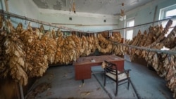 Табак сушится в помещении музея