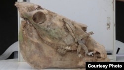 Ысык-Көл. Кан-Дөбөдөн табылган аттын башы