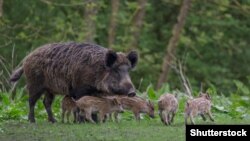 Дзікі. Архіўнае фота