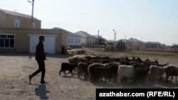 Türkmen maldarçylarynyň mallaryny gyşdan alyp çykmak aladasy her ýyl gyş pasly güýçlenýär. 