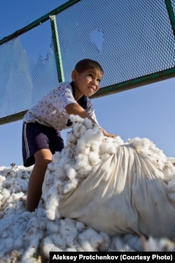 Ребёнок помогает на хлопковом поле. Автор: Алексей Протченков
