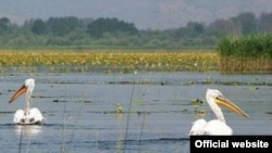 Flora i fauna Solane