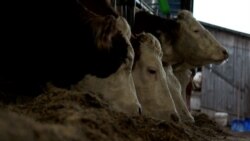 'Sve što nam je potrebno, proizvedemo': Žene u Krajini pokreću biznise