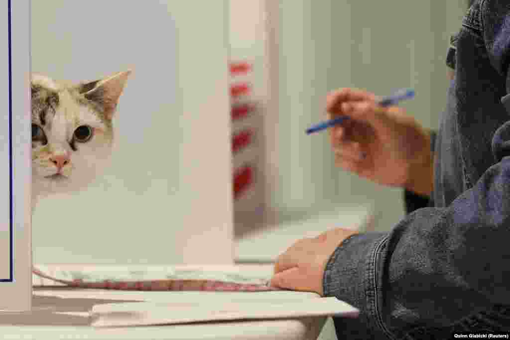 د پنسلوانیا په پتسبرګ کې د ملیسا فیل په نوم یوه رأیه ورکوونکې، د "اسکای" په نوم خپلې پیشو سره د رأی ورکونې مرکز ته تللې او رأیه ورکوي. 