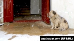 Aşgabat: eýesiz itler