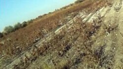 Diňle: Baýramaly etrabynda gowaça meýdanlary heniz-de sürüm işlerine garaşýar, gowaça çöpleri arassalanmaýar
