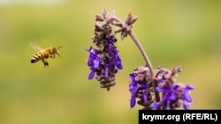 Иллюстрация.