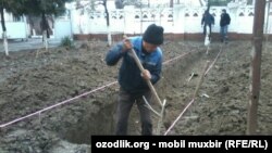 В школе №1 в Андижане строят парниковый лимонарий. 